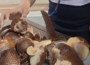 SPPG Pantan Makale Diduga Lalai, Siswa Terima Buah Busuk