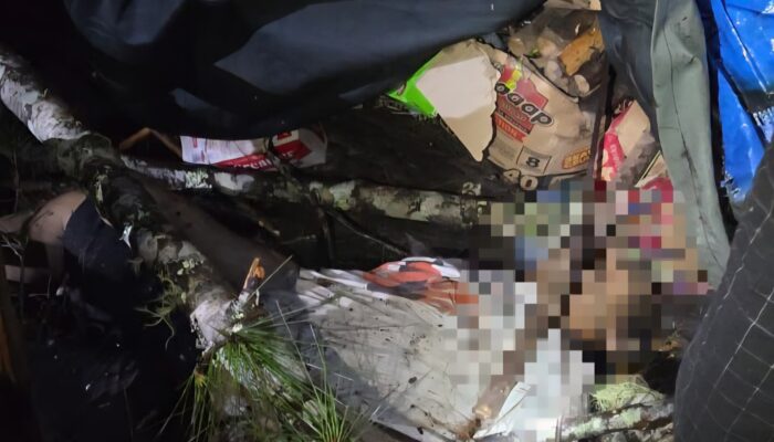 Nyawa Buruh Penyadap Getah Pinus Kembali Melayang, Satu Pekerja PT KHBL Tewas Tertimpa Pohon