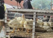 Puncak Lebaran 2026, Harga Ayam di Pasar Makale Tembus Rp80 Ribu per Ekor