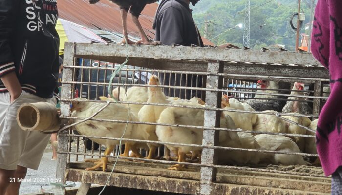 Puncak Lebaran 2026, Harga Ayam di Pasar Makale Tembus Rp80 Ribu per Ekor