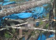 Buruh Tewas di Lokasi Penyadapan Pinus, KHBL Sebut Korban Hanya Pekerja Mitra