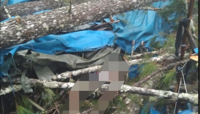 Buruh Tewas di Lokasi Penyadapan Pinus, KHBL Sebut Korban Hanya Pekerja Mitra