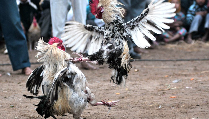 PMKRI Toraja Sorot Maraknya Judi Sabung Ayam, Tantang Polres Bertindak
