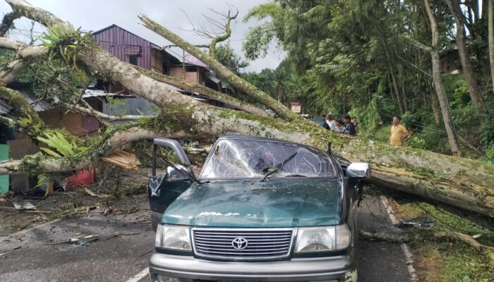 BREAKING NEWS: Pohon Tumbang Timpa Mobil di Mengkendek, Sopir dan Penumpang Dilarikan ke Puskesmas