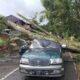 BREAKING NEWS: Pohon Tumbang Timpa Mobil di Mengkendek, Sopir dan Penumpang Dilarikan ke Puskesmas