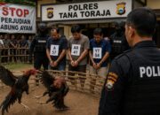 Polres Tator Bantah Dugaan Isu “Uang Pelicin” Dibalik Tak Ditahannya Tiga Pelaku Judi Sabung Ayam