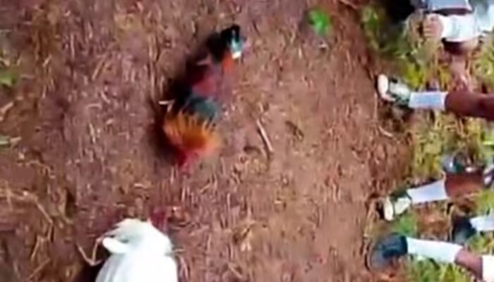 Pelajar SMP di Bittuang Asik Main Judi Sabung Ayam Saat Jam Istirahat